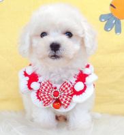 Maltipoo 马尔泰迪 Maltipoo 马尔泰迪