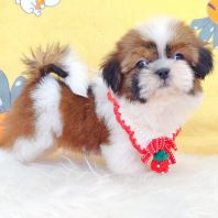 Shih Tzu 西施 Shih Tzu 西施