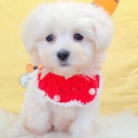 Maltese 马尔济斯 Maltese 马尔济斯