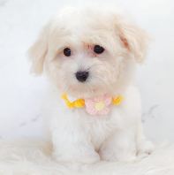 Maltipoo ����̩��