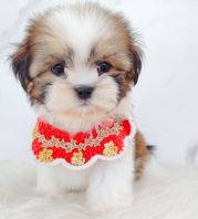 Shih Tzu ��ʩ