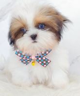 Shih Tzu ��ʩ