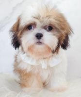 Shih Tzu ��ʩ