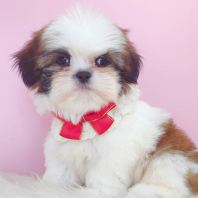 Shih Tzu ��ʩ