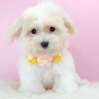 Maltipoo ����̩��