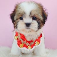 Shih Tzu ��ʩ