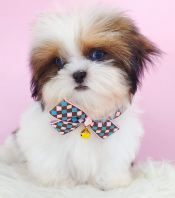 Shih Tzu ��ʩ
