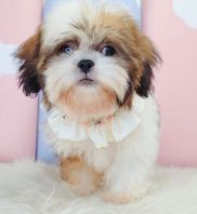 Shih Tzu ��ʩ