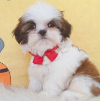 Shih Tzu ��ʩ