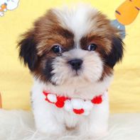 Shih Tzu ��ʩ