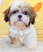 Shih Tzu ��ʩ