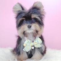 Pomapoo ����̩��