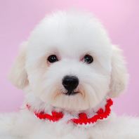 Poodle ̩�Ϲ��