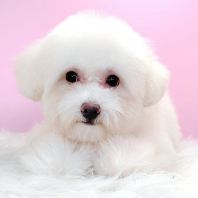 Poodle ̩�Ϲ��