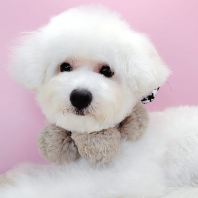 Bichon ����