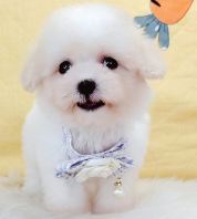 Poochon ̩����