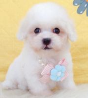 Poodle ̩�Ϲ��