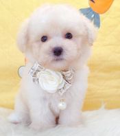 Poodle ̩�Ϲ��