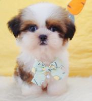 Shih Tzu ��ʩ