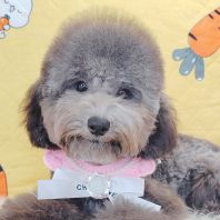 Poodle ̩�Ϲ��