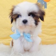 Shih Tzu ��ʩ