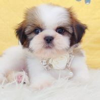 Shih Tzu ��ʩ