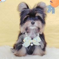 Pomapoo ����̩��