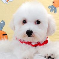 Poodle ̩�Ϲ��