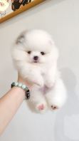 Pomeranian ����