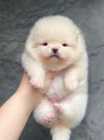 Pomeranian ����