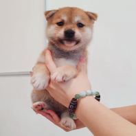 Shiba Inu ��Ȯ