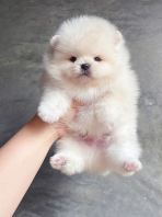 Pomeranian ����