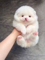 Pomeranian ����