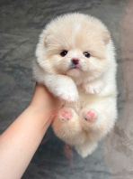Pomeranian ����