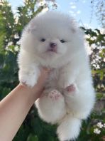 Pomeranian ����
