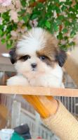 Shih Tzu ��ʩ