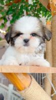 Shih Tzu ��ʩ