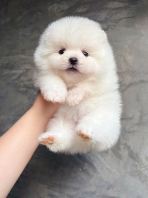 Pomeranian ����