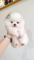 Pomeranian ����