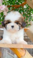 Shih Tzu ��ʩ
