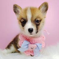 Corgi �»�