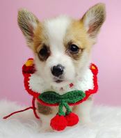Corgi �»�