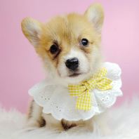 Corgi �»�