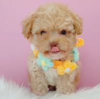Maltipoo ����̩��