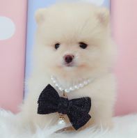 Pomeranian ����