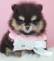 Pomeranian ����