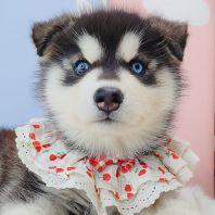 Wooly Husky ��ʿ��