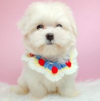 Maltese ������˹