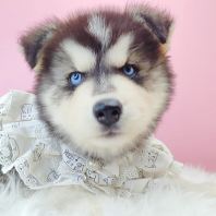 Wooly Husky ��ʿ��