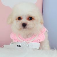 Bichon Frise ����